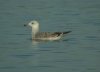 Caspian Gull at Paglesham Lagoon (Steve Arlow) (44476 bytes)